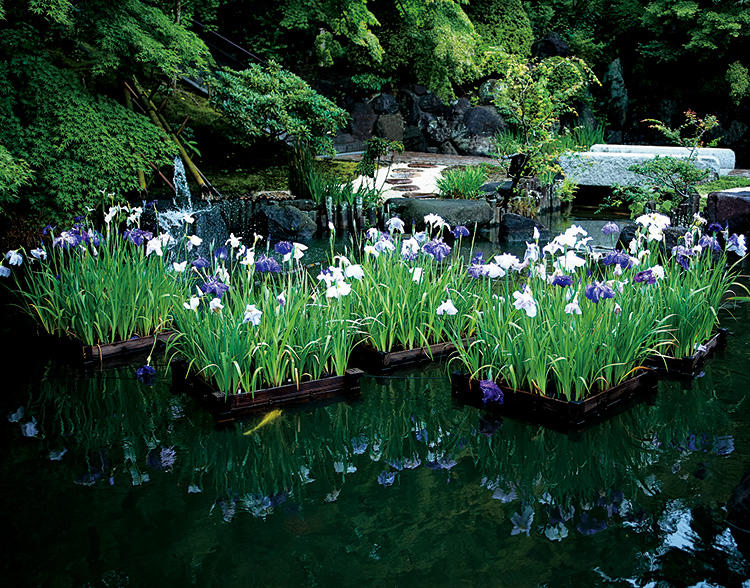 鎌倉の長谷寺を散策。とくに紫陽花が有名だが、境内の庭園の池に浮かぶ花菖蒲の「花いかだ」もまた、美しい。