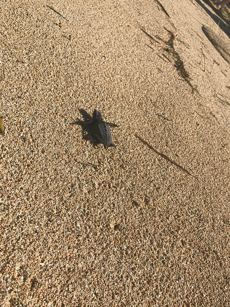 海に見送るのが寂しい気分になります。