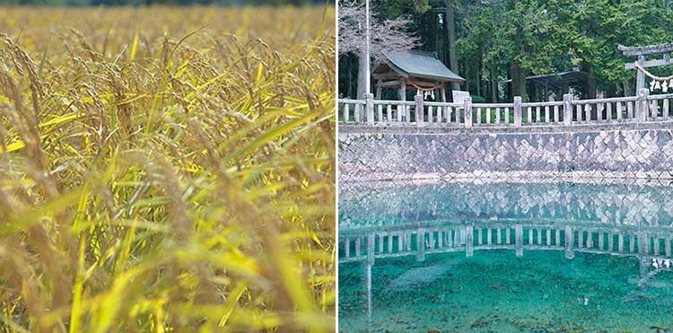 <b>最高の米と、最高の水。地元を最大限に生かしたSAKE</b></br>山口県は酒米としては最高と称される“山田錦”の産地。仕込み水として神様の水と称される“弁天の湧き水”を使って生まれるOHMINEのSAKE。