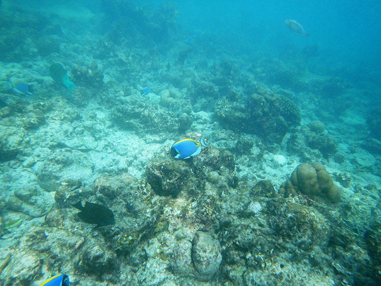 手前の浅瀬を進むとすぐに切り立った深い海が広がる。