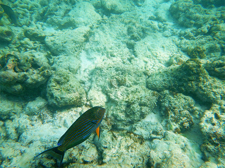 魚たちはあまり人を怖がらない様子だった。