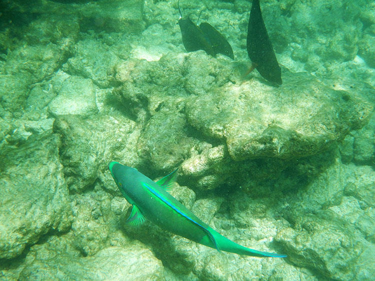 海に入るとすぐに熱帯の魚たちに出会える。