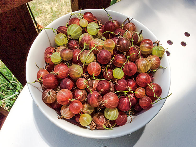 庭には果樹を植え、採りたての実をそのまま味わう。