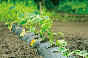 敷地内には農園が設けられ、年間30種類ほどの野菜やハーブを栽培。