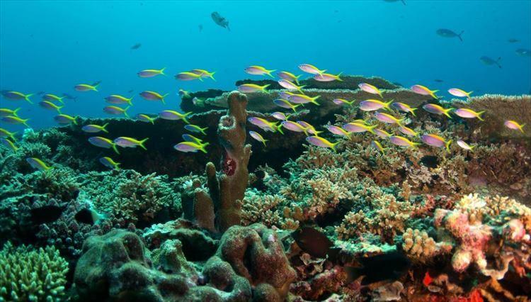 美しいハウスリーフもアマリの魅力。海の中は、まるで天然の水族館。