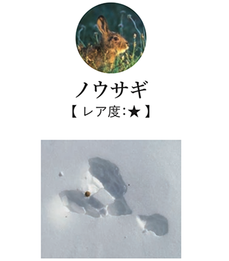 <p>雪原でよく出会う足跡。Y字形に見えるのが特徴で、奥に二つ大きく広がるのが後足だ。低山、高山を問わず日本全国に広く生息し、スキー場で足跡を見つける人も多い。</p>
