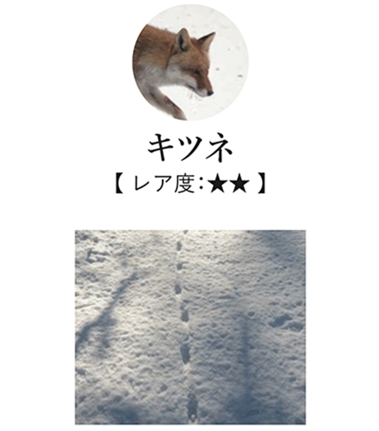 <p>日本では古くから益獣として親しまれるキツネは、犬と似た足形を残す。区別するポイントは、足跡の並び方だ。 左右の足跡にぶれがなく、ほとんど一直線上に並ぶのが特徴。</p>
