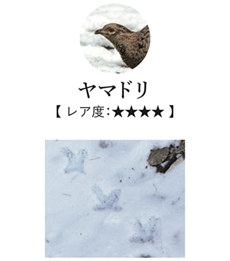 <p>日本固有の鳥で、海外のバードウォッチャー憧れの的。暗い沢沿いの山林を好んで暮らしているが、積雪の時期には開けた林道にも足跡をつけることがあるので要チェック。</p>
