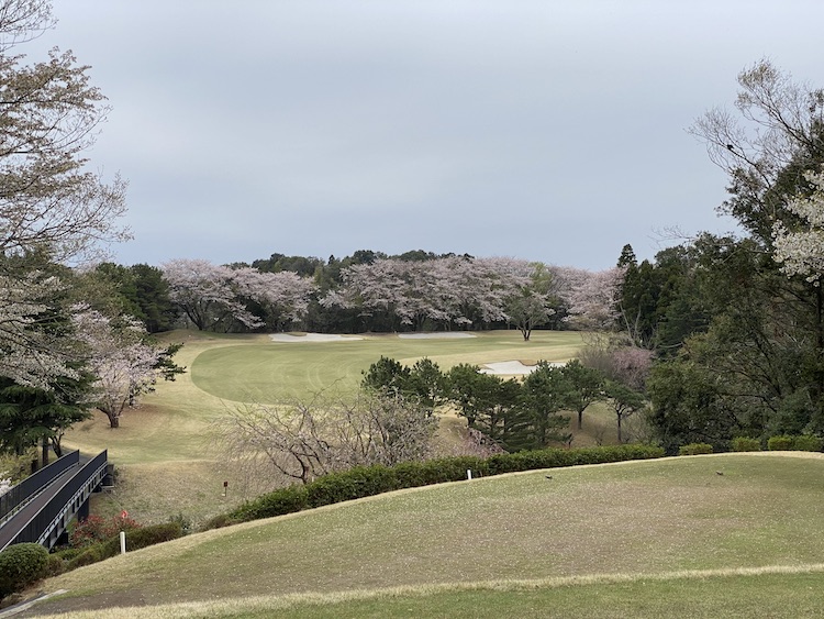 <p>コースには桜の木が多く、春にはお花見しながら散歩する気分でプレーできます。こちらは右ドッグレッグの15番パー4</p>
