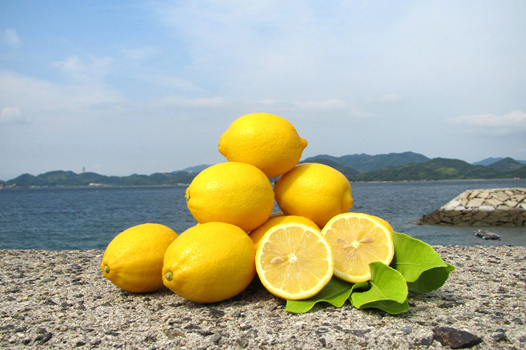 岩城島産 生レモン