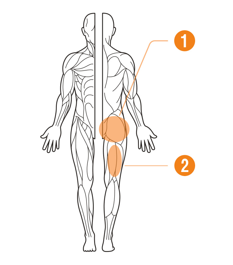 服筋_大臀筋ハムストリングス_説明