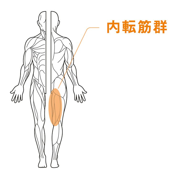 内転筋群