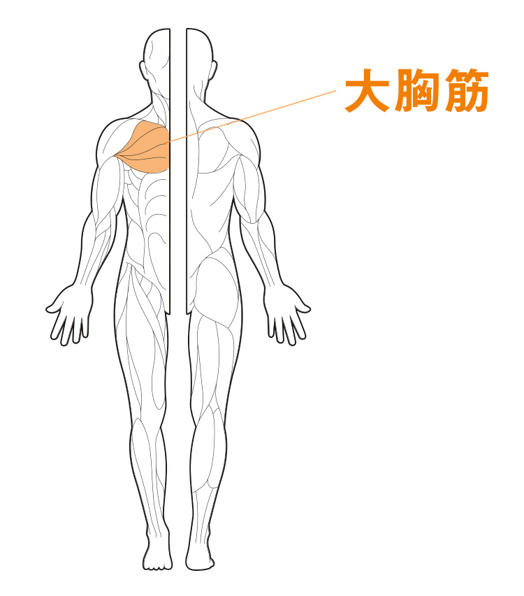 今月の服筋は大胸筋_部位イラスト