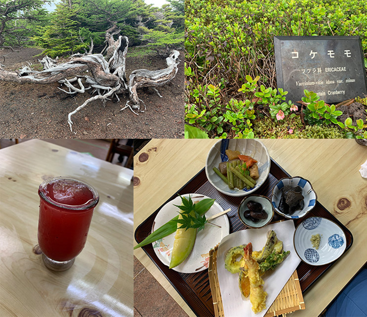 カラマツ、コケモモ、コケモモジュース、山菜の天ぷらや煮物がついた定食