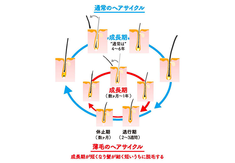 ヘアサイクル