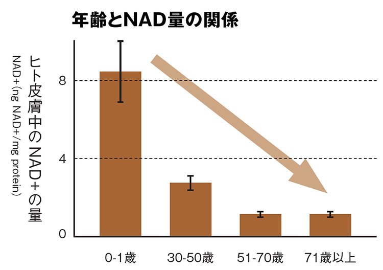 年齢とNAD量の関係