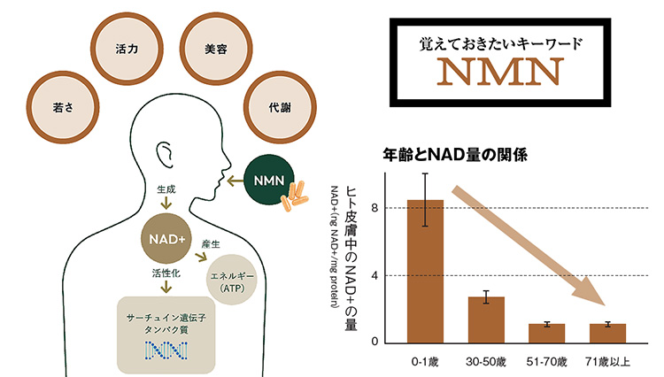 いま、美容業界で話題の成分「NMN」とは？