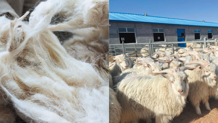 知ればその価格に納得！そもそもカシミアはなぜ高い？