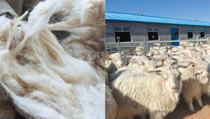 知ればその価格に納得！そもそもカシミアはなぜ高い？