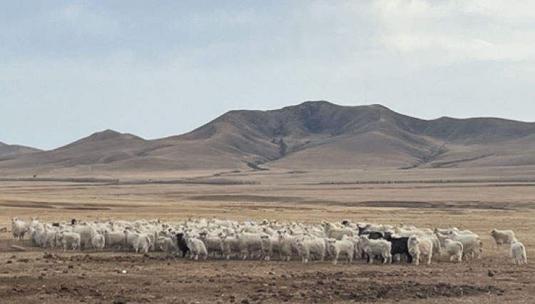 最高峰は〇〇〇〇産。カシミアの品質を決定づける要素は？